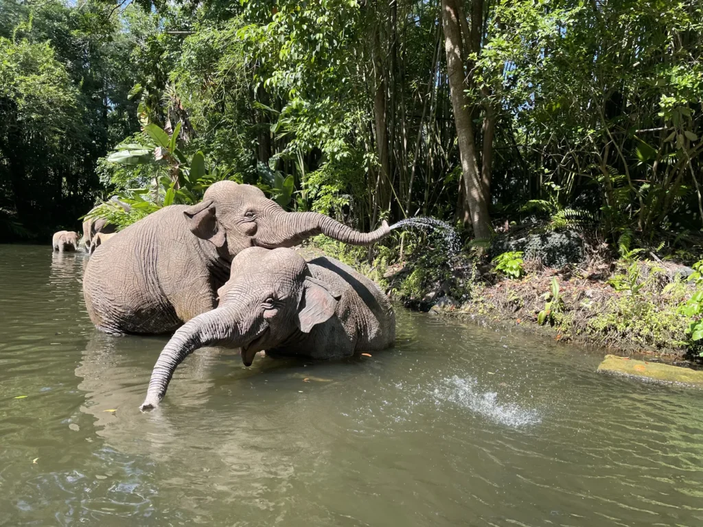 How to beat the heat at Walt Disney World!
